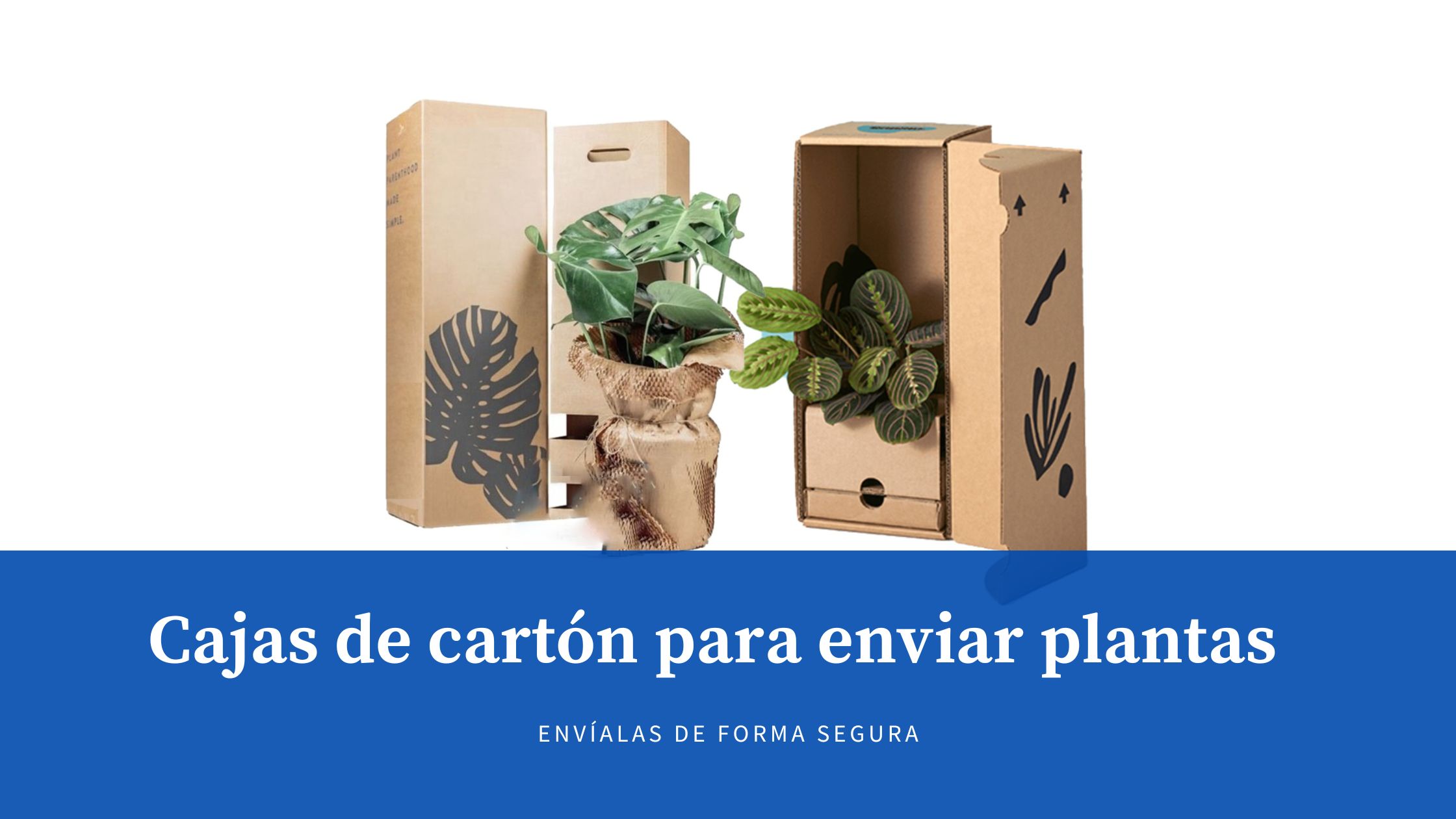 Cajas de cartón para envío de plantas